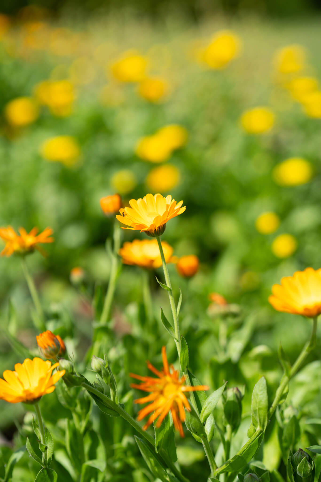 Advice on environmental procedures - Vignerons Consultants