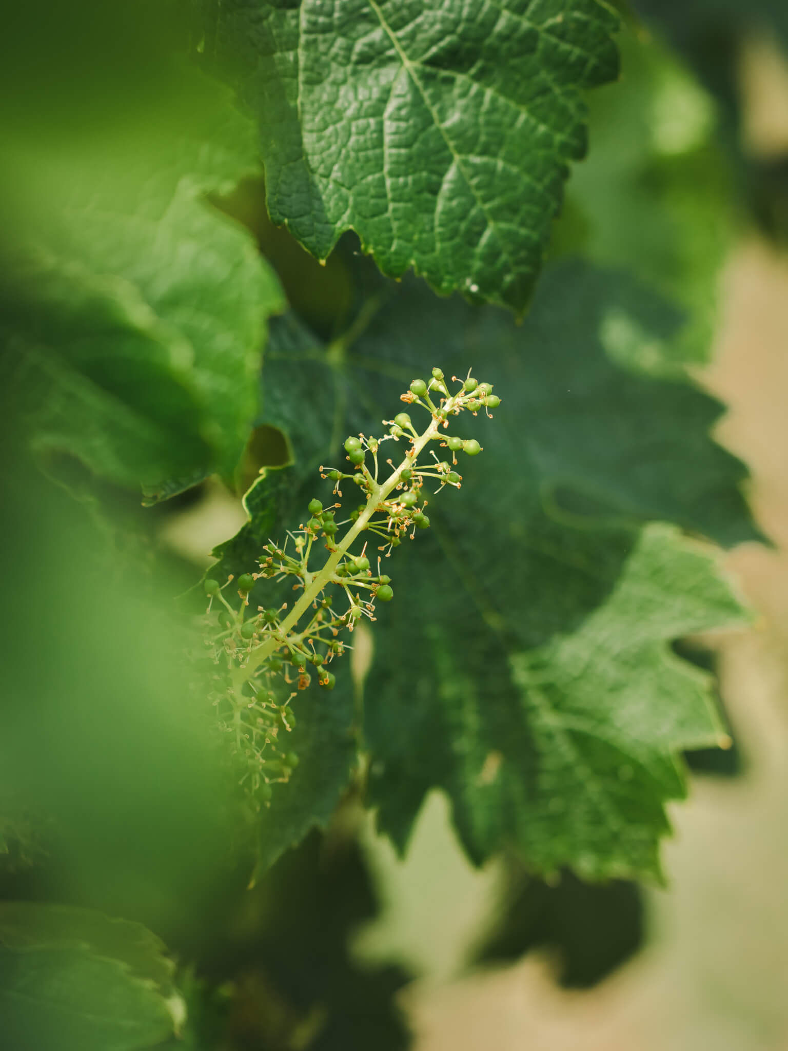 A comprehensive approach - Vignerons Consultants