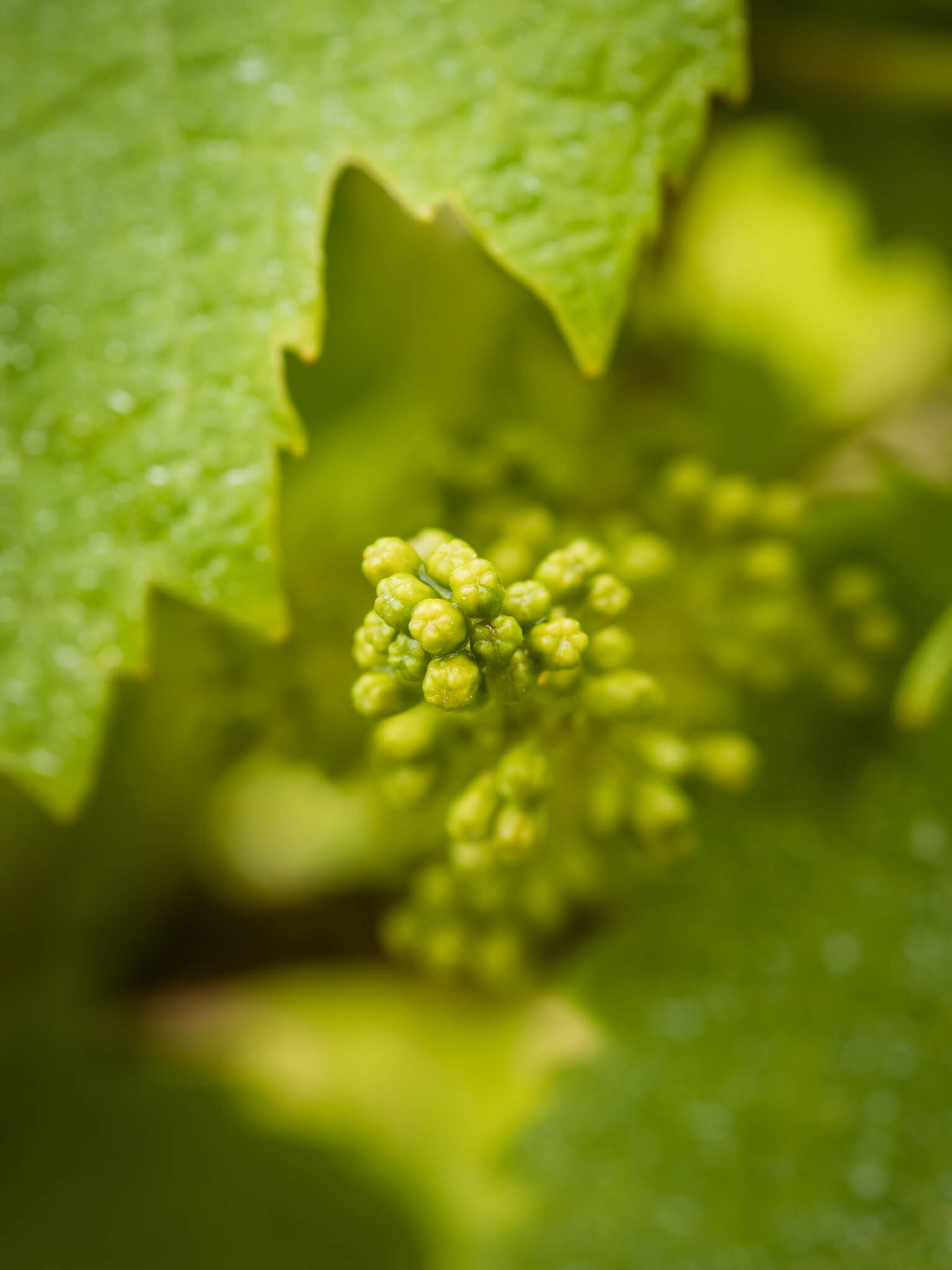 A comprehensive approach - Vignerons Consultants