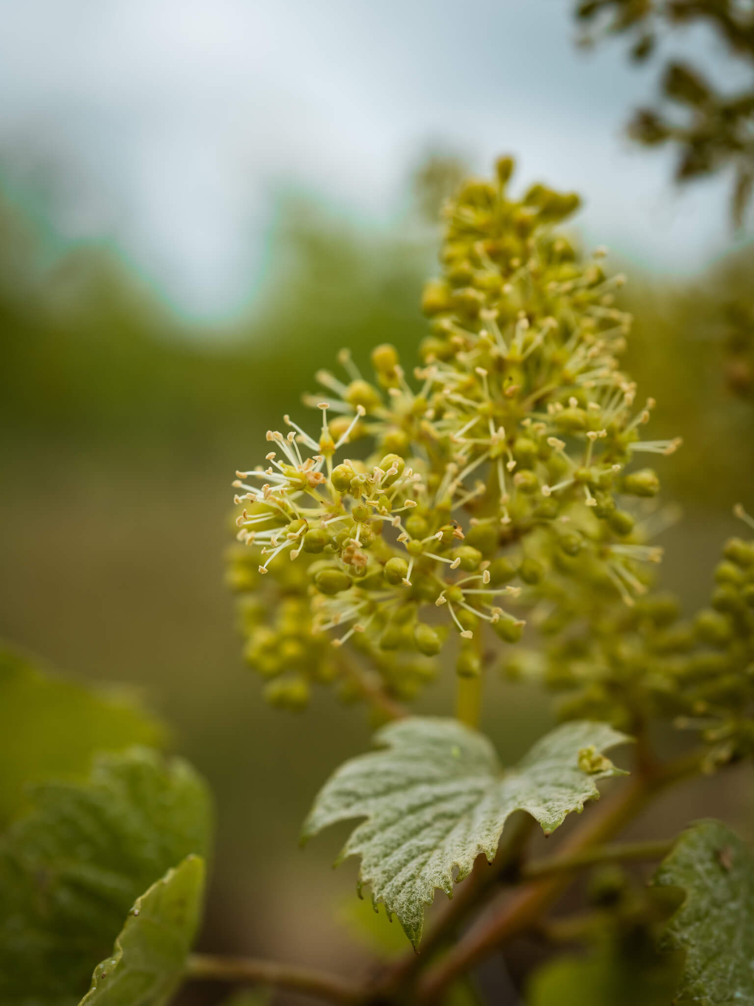 Ongoing Research & Development - Vignerons Consultants