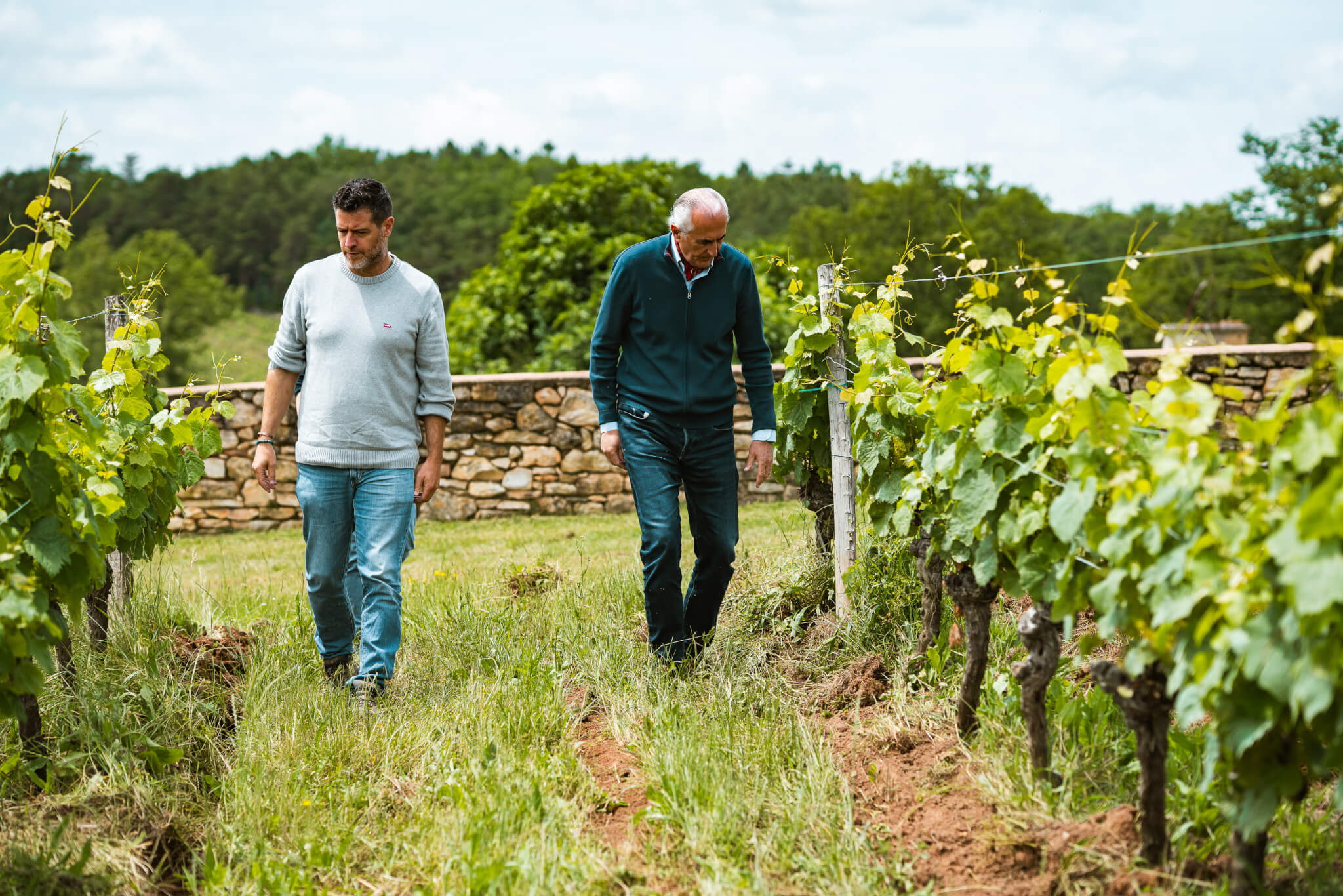 Viticulture & oenology Consulting - Vignerons Consultants