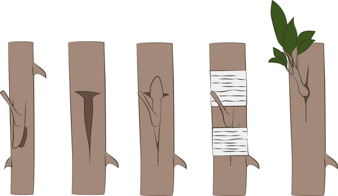 Topgrafting and on-site grafting: methods and advantages - Vignerons Consultants