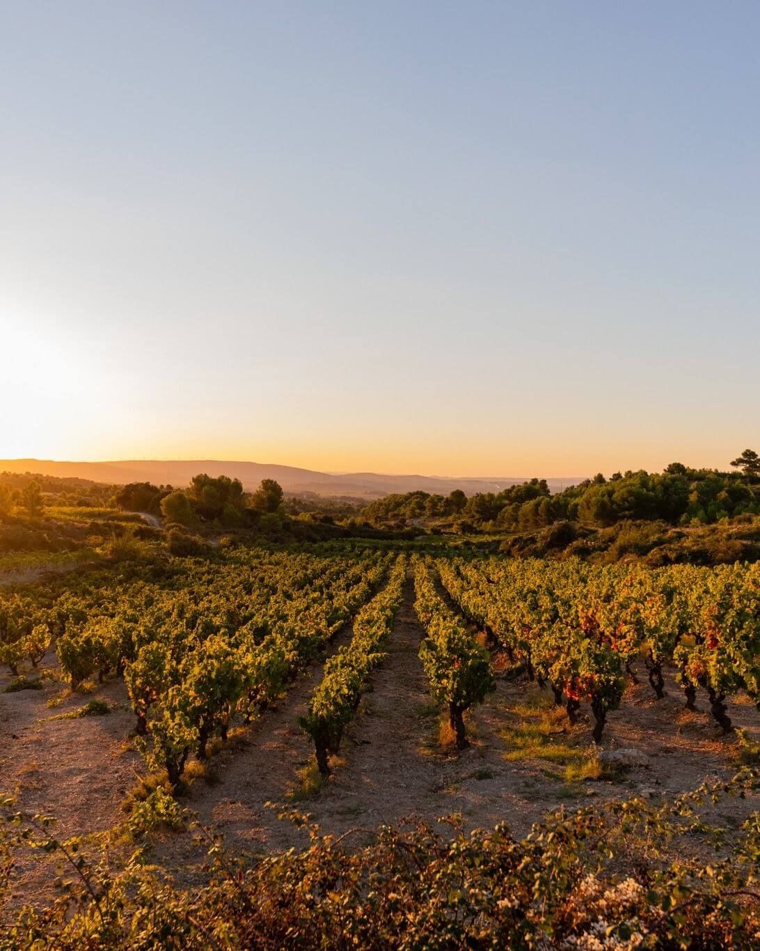 The Role of Hedges in the Vineyard - Vignerons Consultants