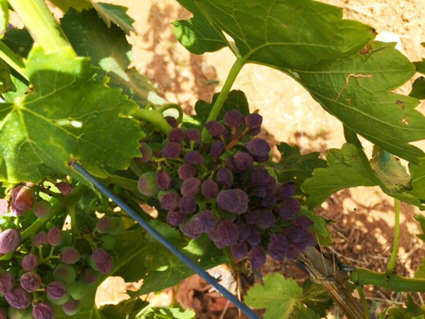 Gestion du palissage dans les pays chauds : densité, orientation et systèmes de conduite - Vignerons Consultants