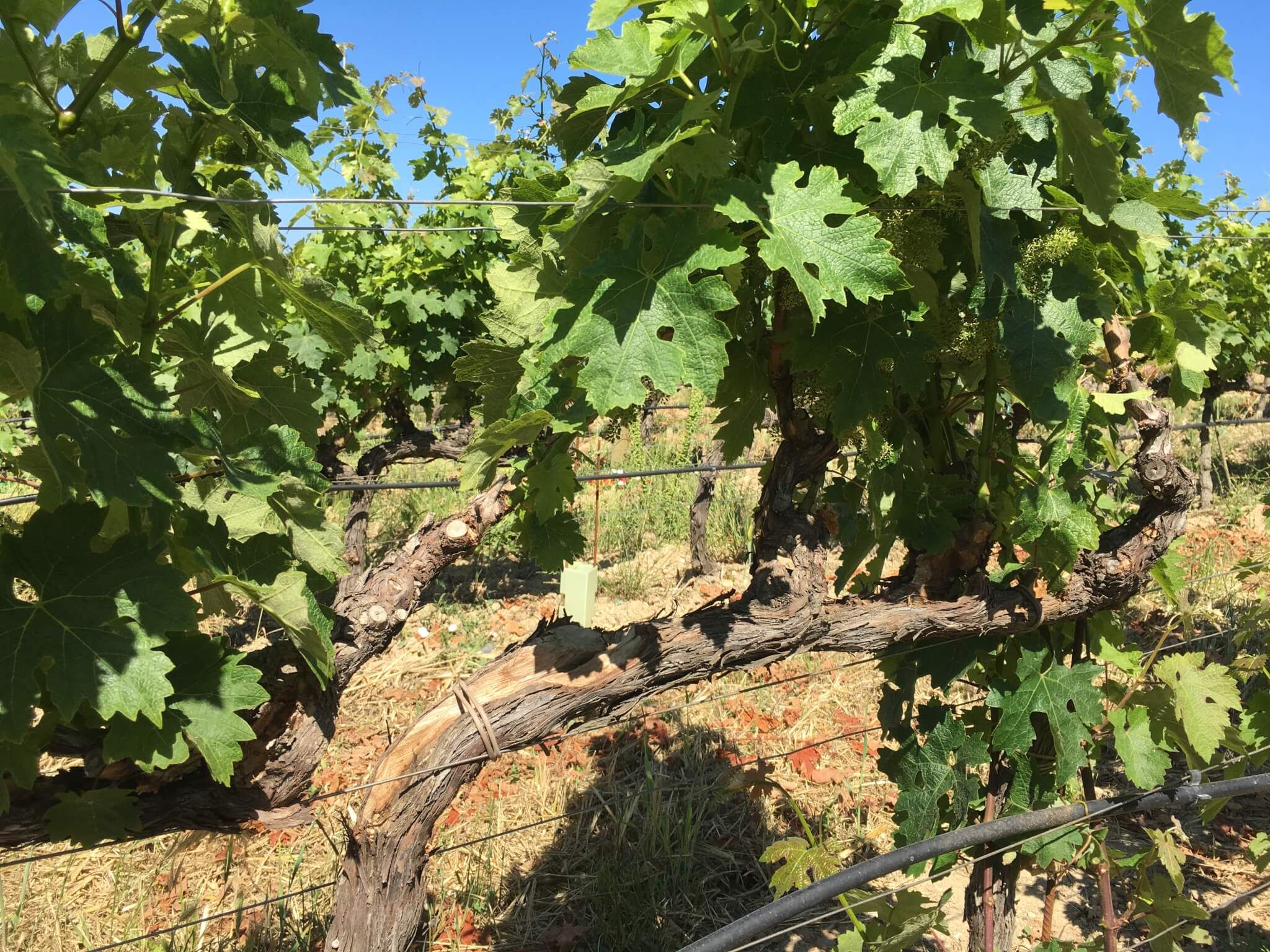 Grapevine Trunk Disease Management for Vineyard longevity - Vignerons Consultants