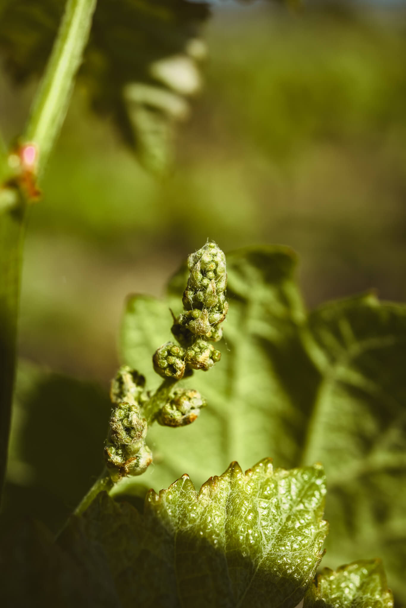 Advice on environmental procedures - Vignerons Consultants