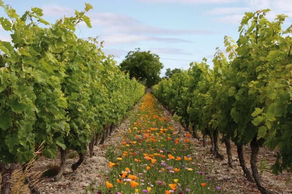 Enherbement annuel en viticulture : un levier écologique et agronomique durable - Vignerons Consultants