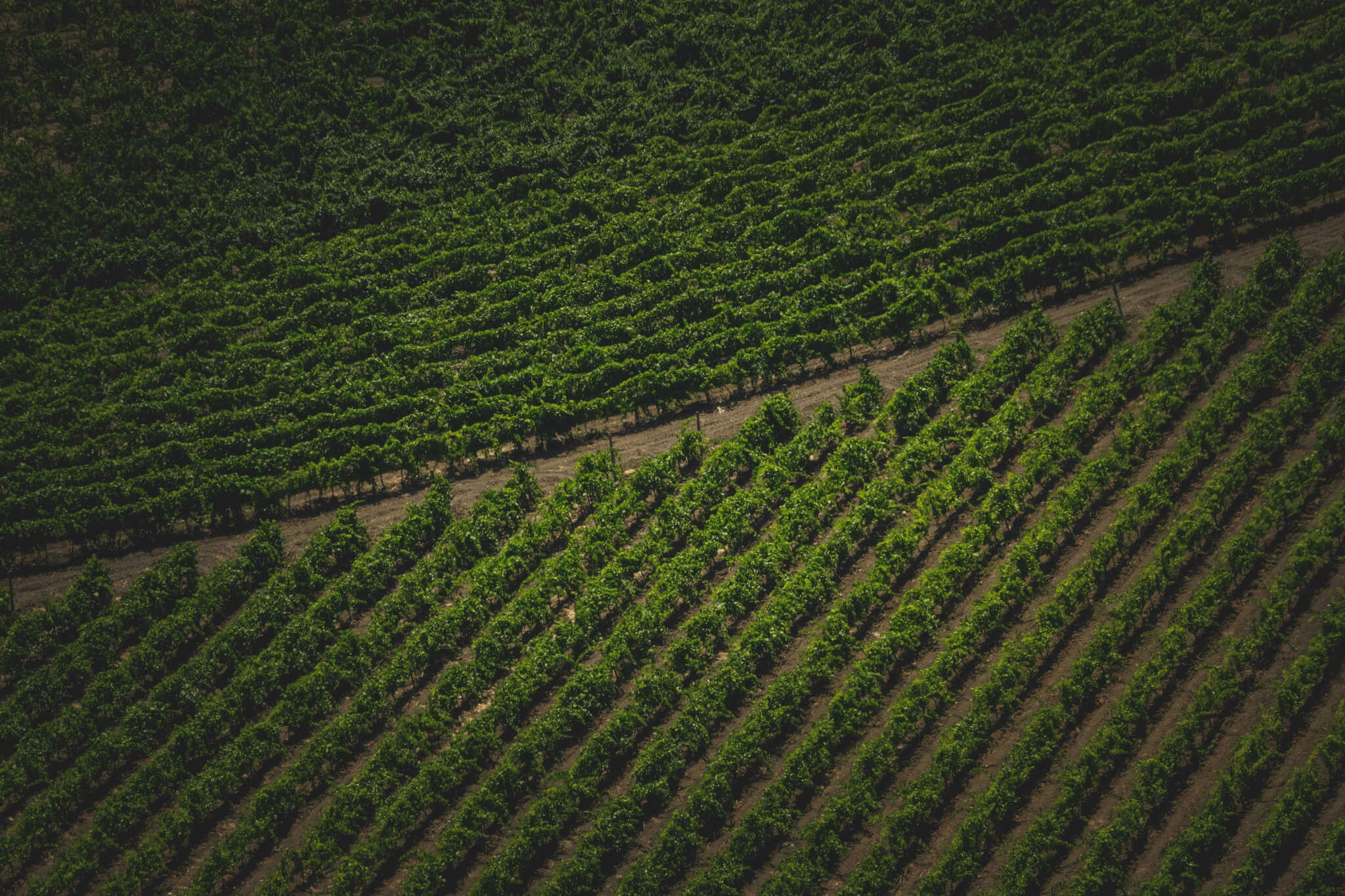 Soil Management under the Vine Row: Methods and Ecosystem Impacts - Vignerons Consultants
