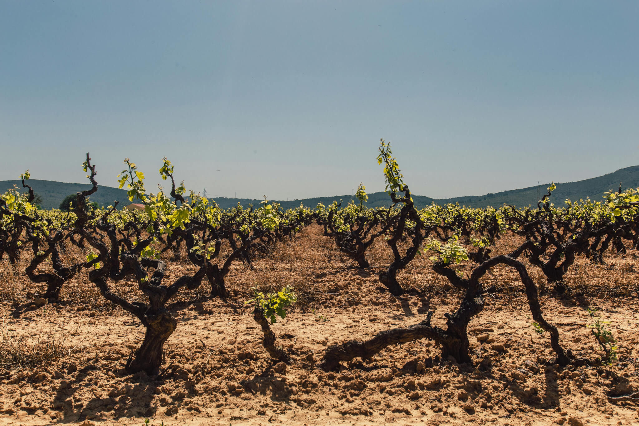 Massal selection: preserving the vineyard’s genetic heritage - Vignerons Consultants