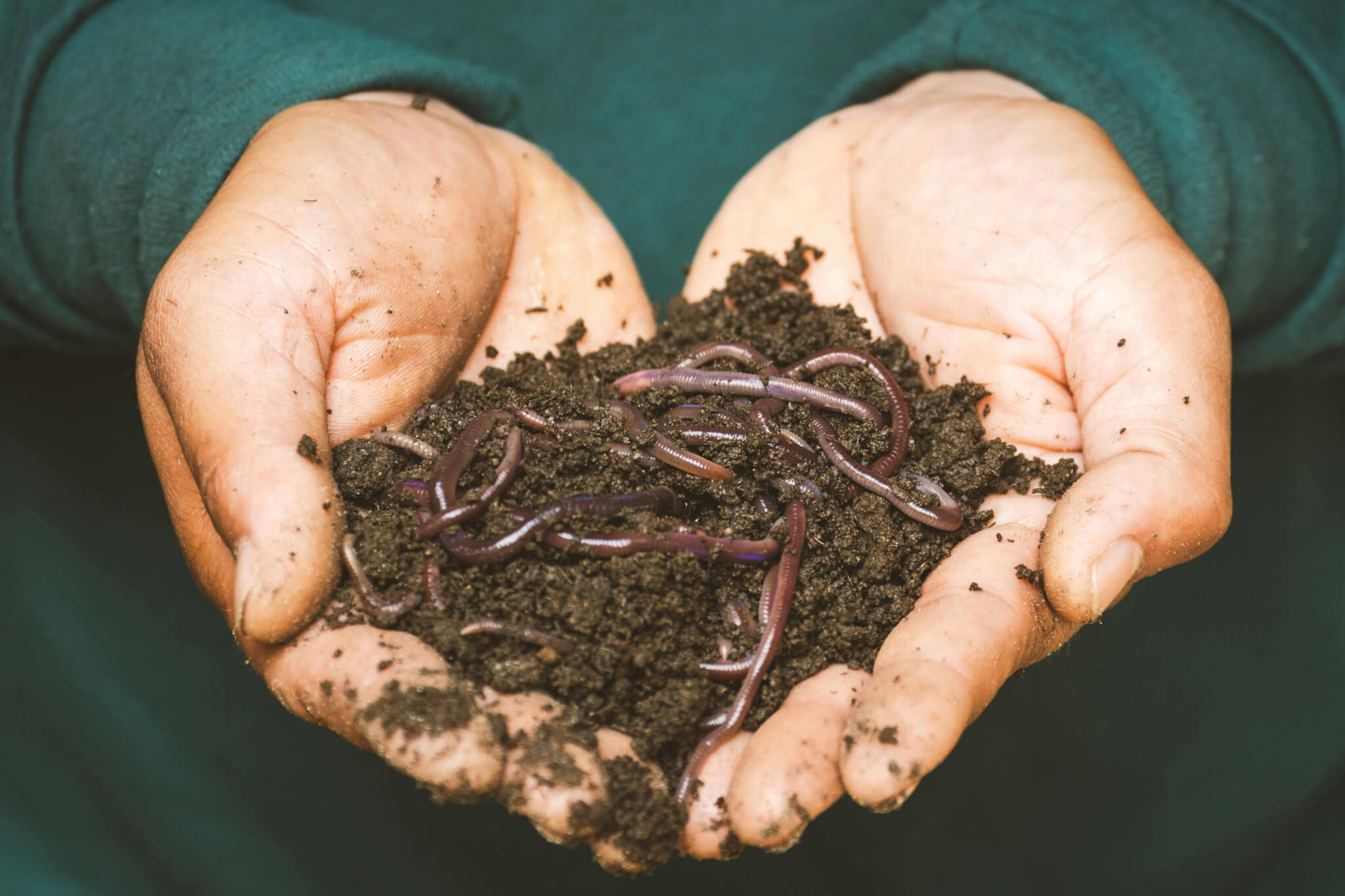 Le compost viticole : un levier naturel pour des sols vivants - Vignerons Consultants