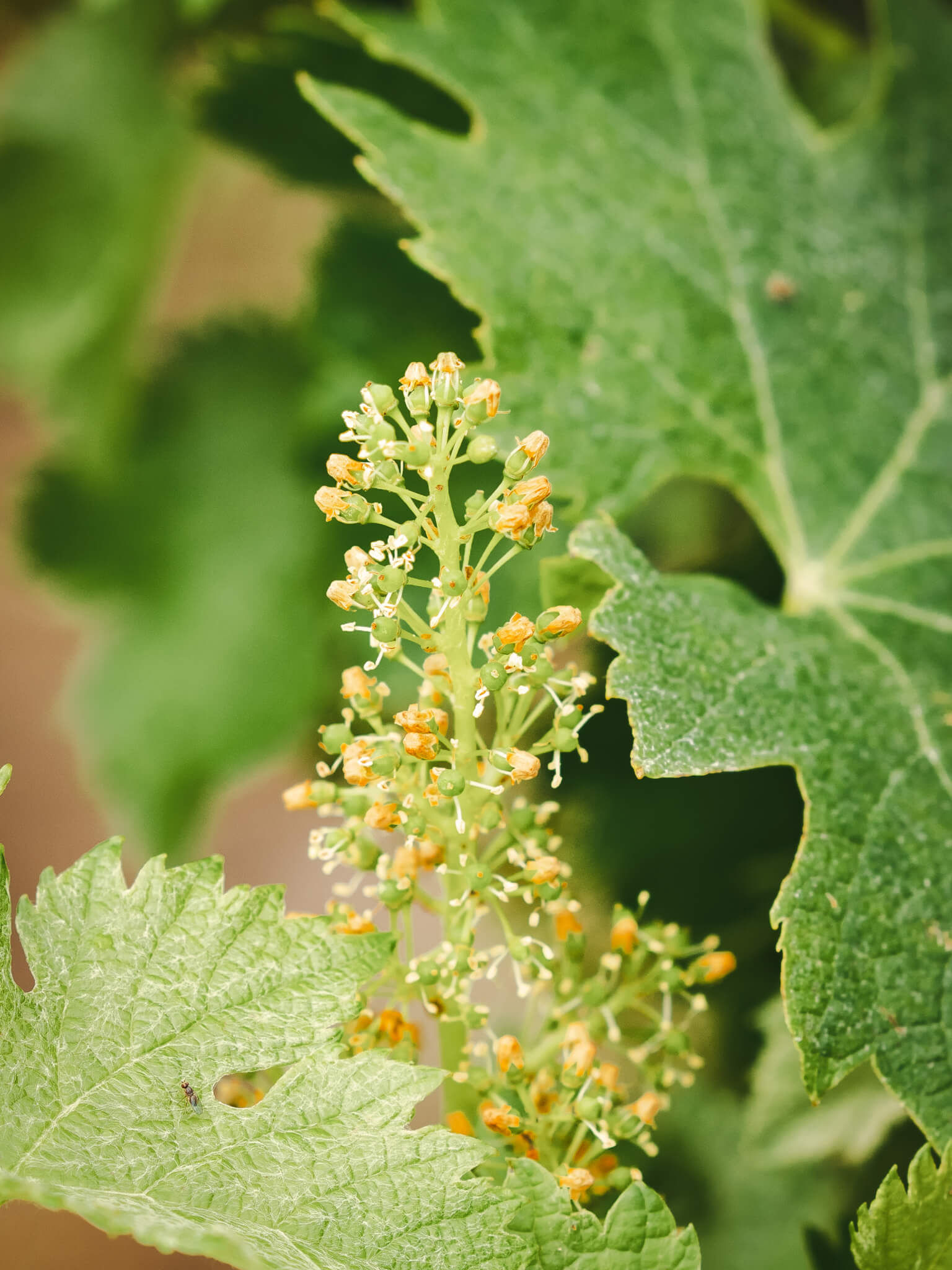 Advice on environmental procedures - Vignerons Consultants