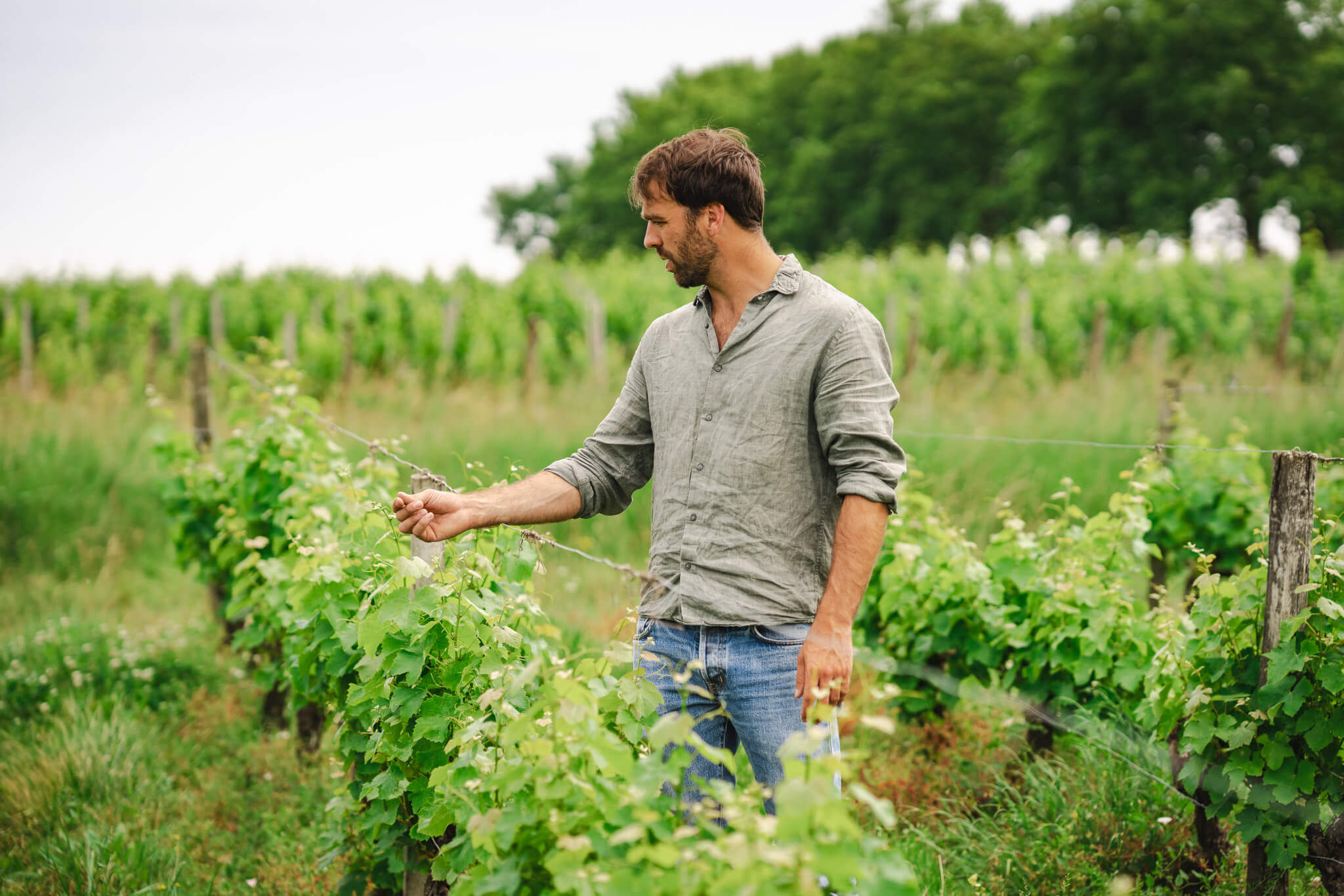 Viticulture & oenology Consulting - Vignerons Consultants