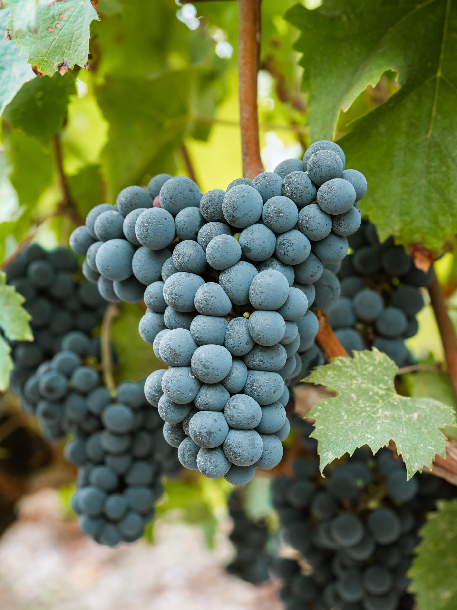 Conseil en Viticulture & Œnologie - Vignerons Consultants