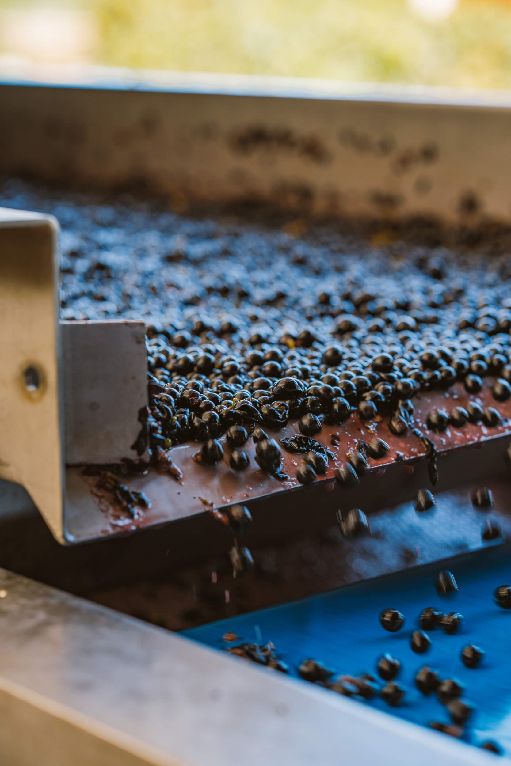 Des clients de tous horizons - Vignerons Consultants