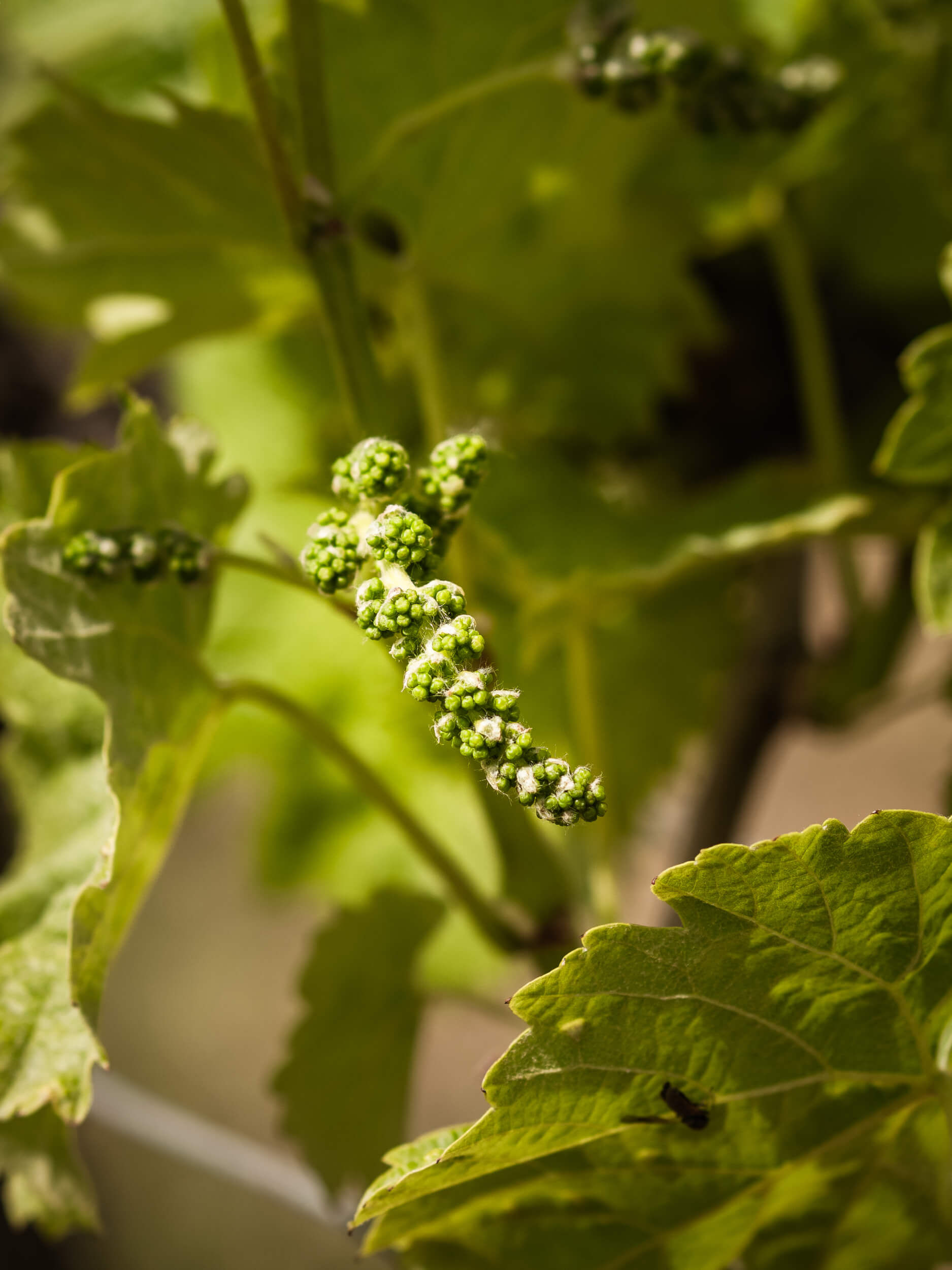 Conseil en démarches environnementales - Vignerons Consultants