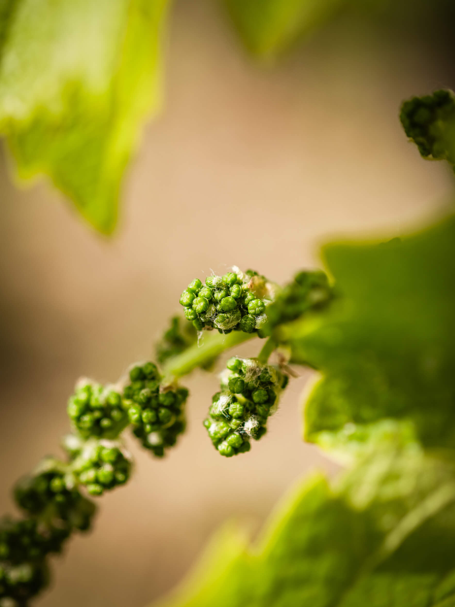 Conseil en démarches environnementales - Vignerons Consultants