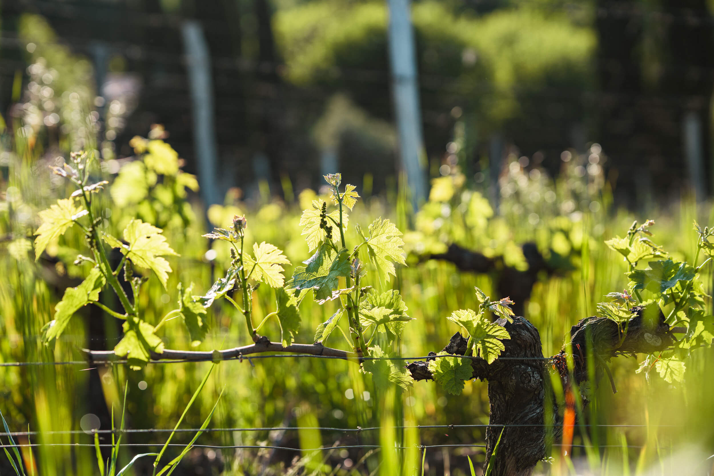 Nouveaux labels environnementaux : lire les mutations du vignoble - Vignerons Consultants