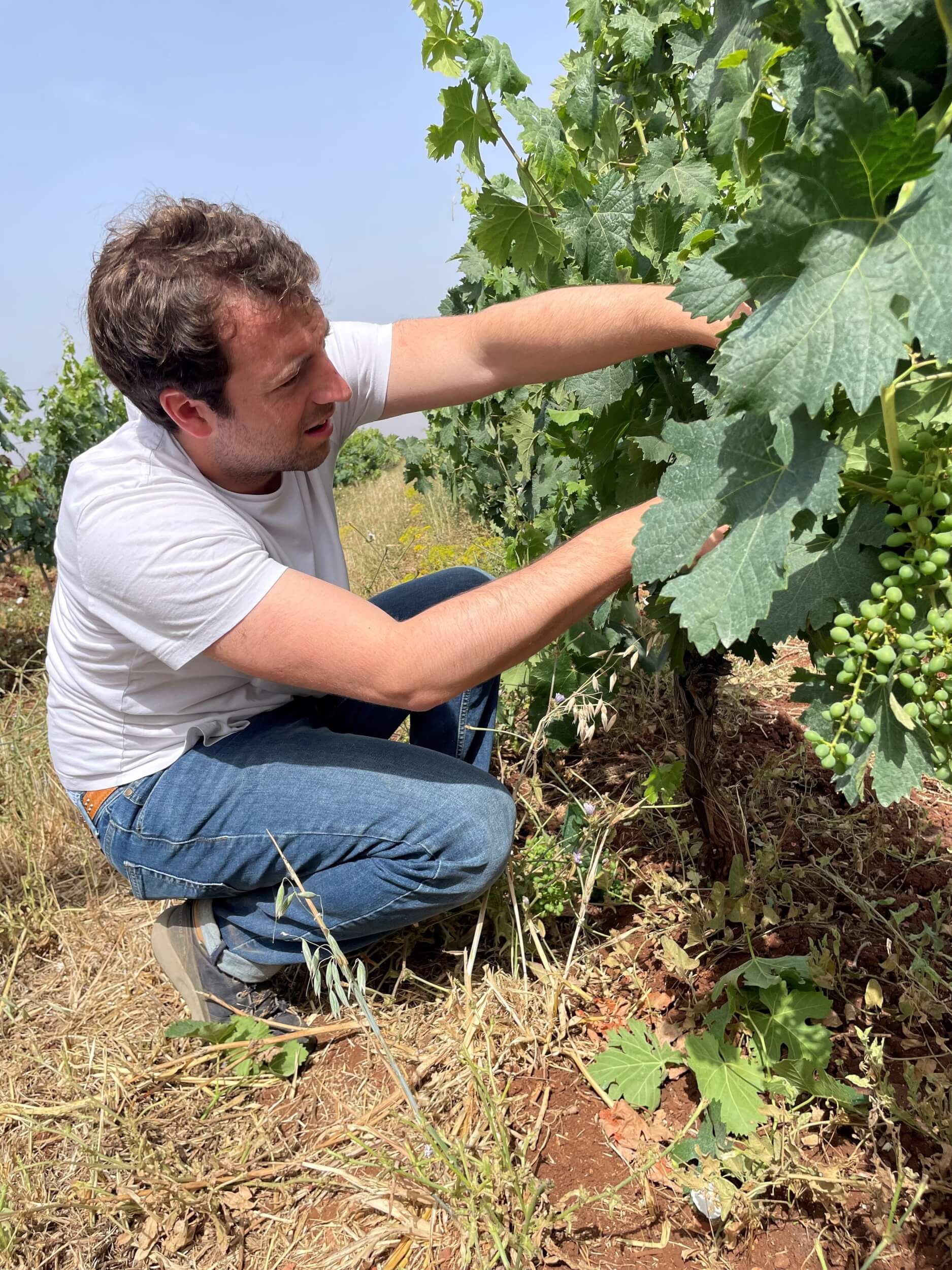 Benjamin Massie in the vines of Domaine de Baccari