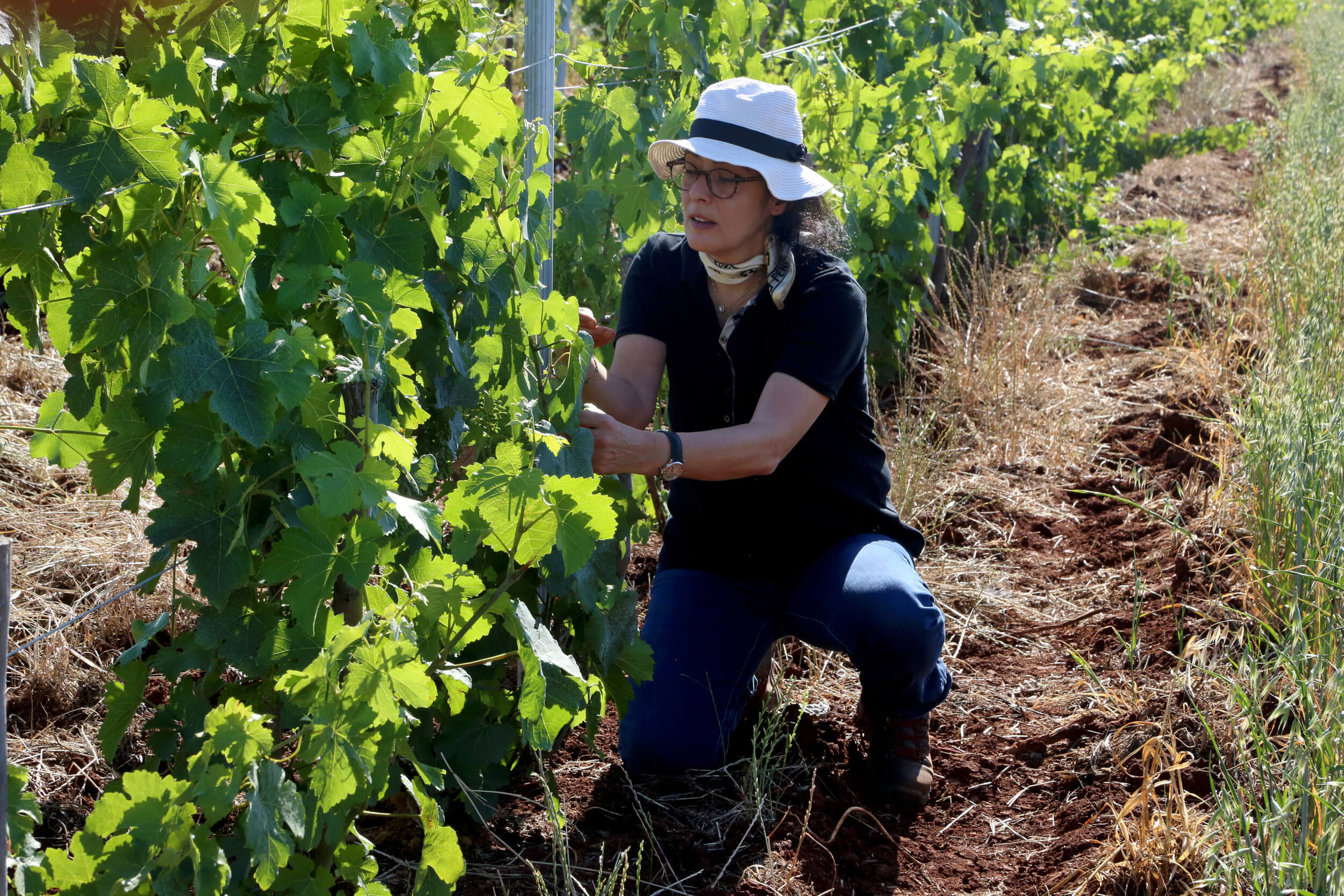 Domaine de Baccari: a viticultural transformation at the heart of Meknès - Vignerons Consultants