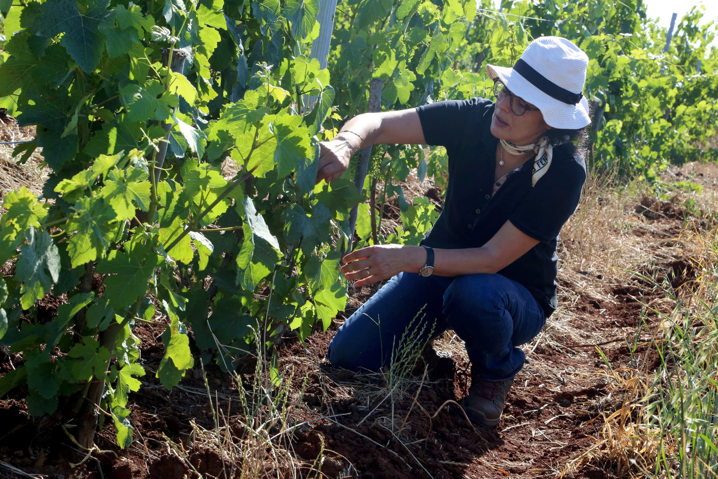 Domaine de Baccari : une transformation viticole au cœur de Meknès - Vignerons Consultants