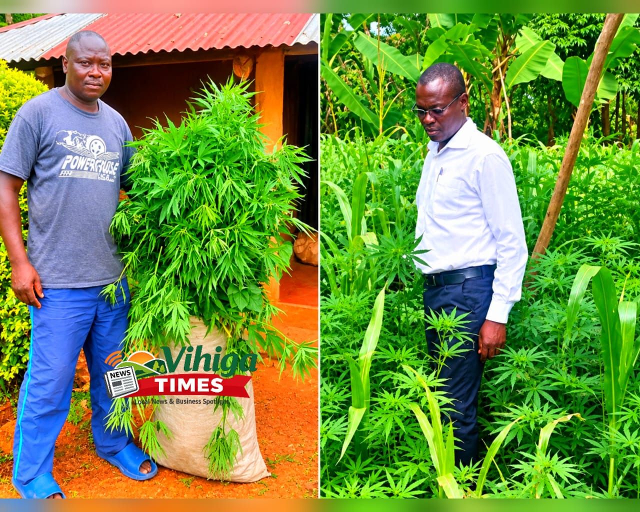 Assistant Chief Solomon Chunguli and officers inspect the site where 1,327 cannabis plants were uprooted from a maize plantation in Wakigunyi Village, Vihiga County