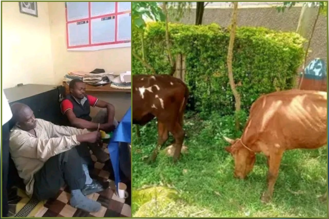 Police operation in Vihiga County following cattle theft arrests