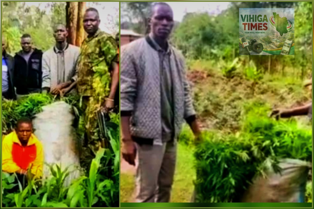 Police officers uprooting bhang plants hidden among maize at Mpaka Village farm in Vihiga County