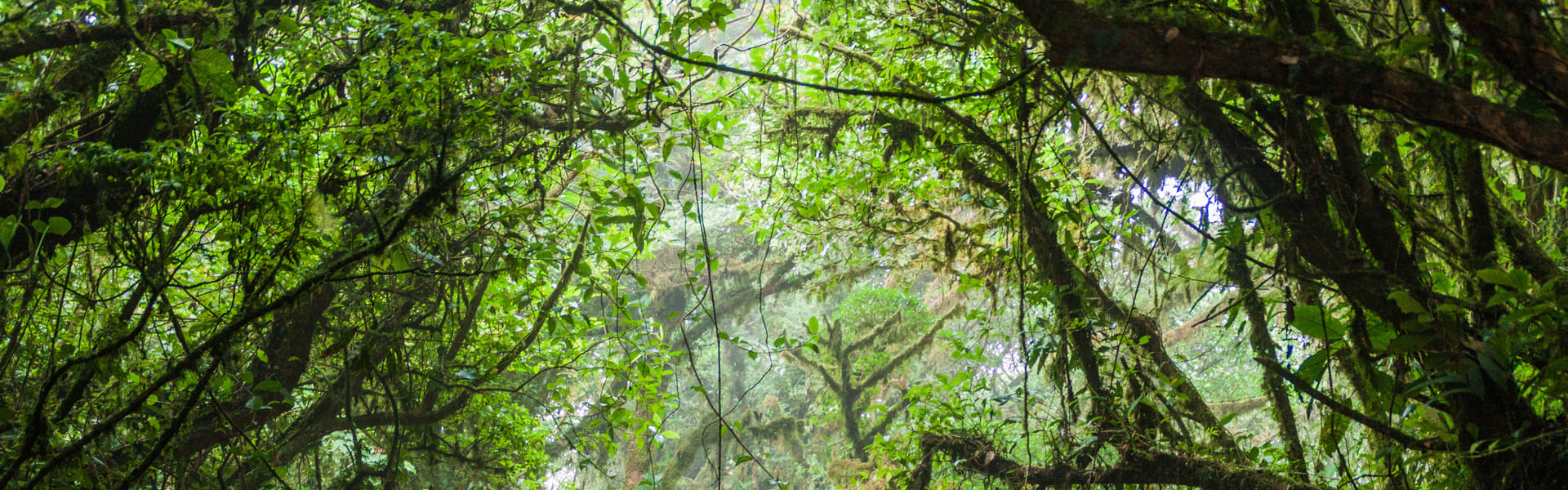 Ruta por el bosque nuboso de Monteverde