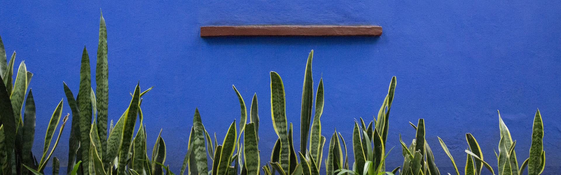 Una tarde por Coyoacán y visita a la casa museo de Frida Kahlo