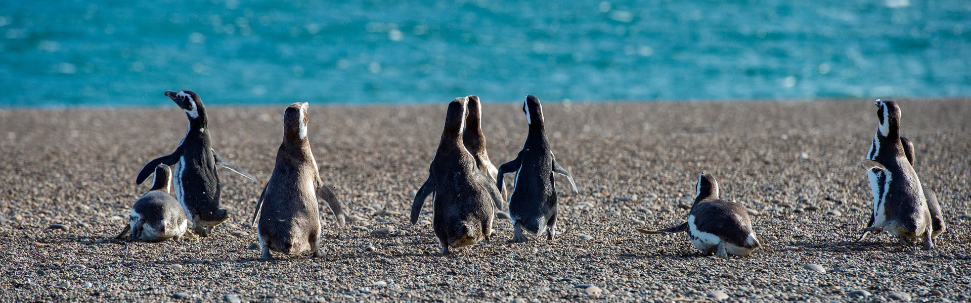 Avistamiento de pingüinos en Punta Tombo