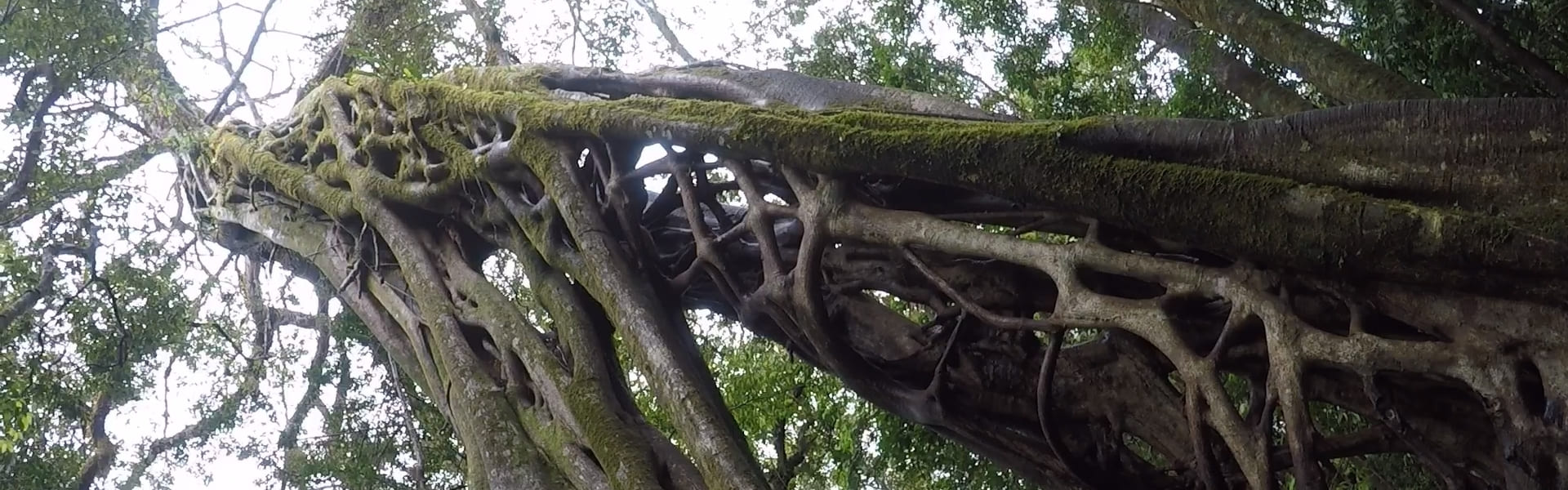 Escalada a la cima del árbol en Monteverde
