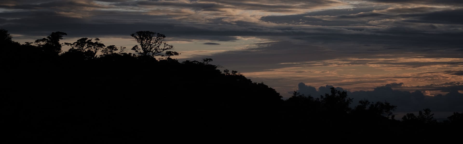 Paseo nocturno y tirolina en Monteverde