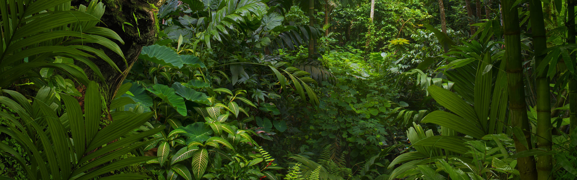 Tour safari por la Reserva Natural del Ébano