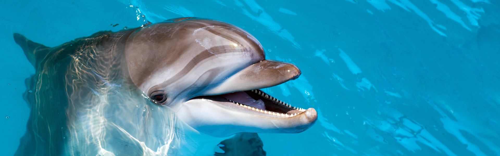 ¡Ven a nadar con delfines en Florida!