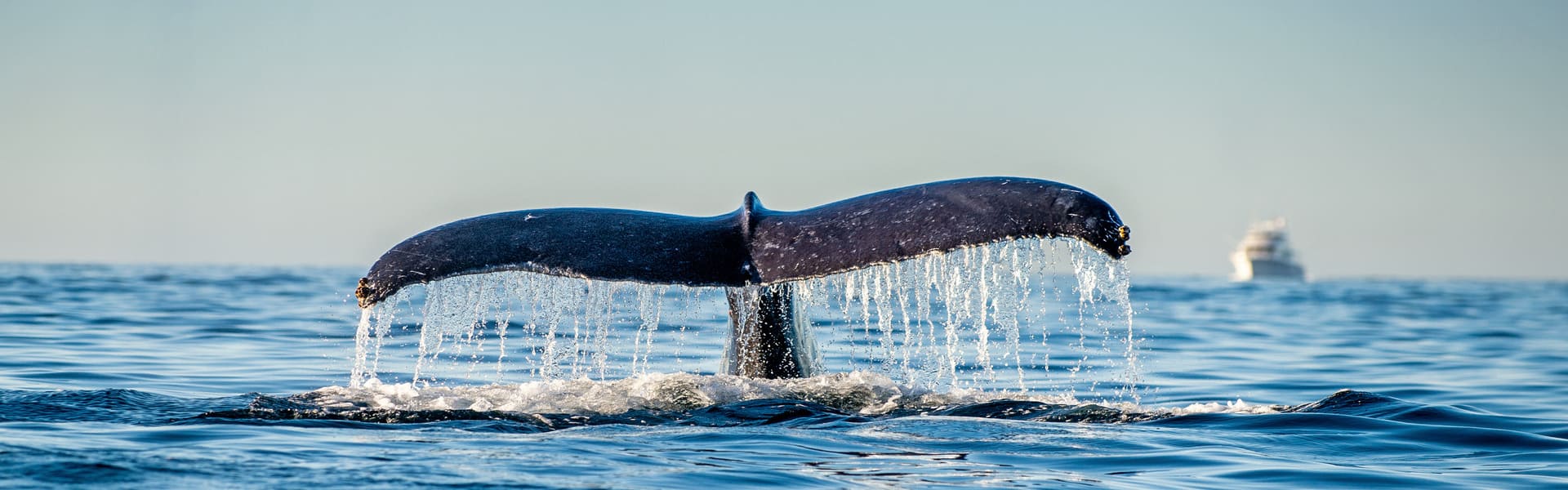 Avistamiento de ballenas y bus panorámico