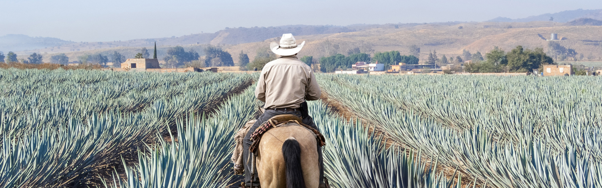 Ruta del tequila en Jalisco