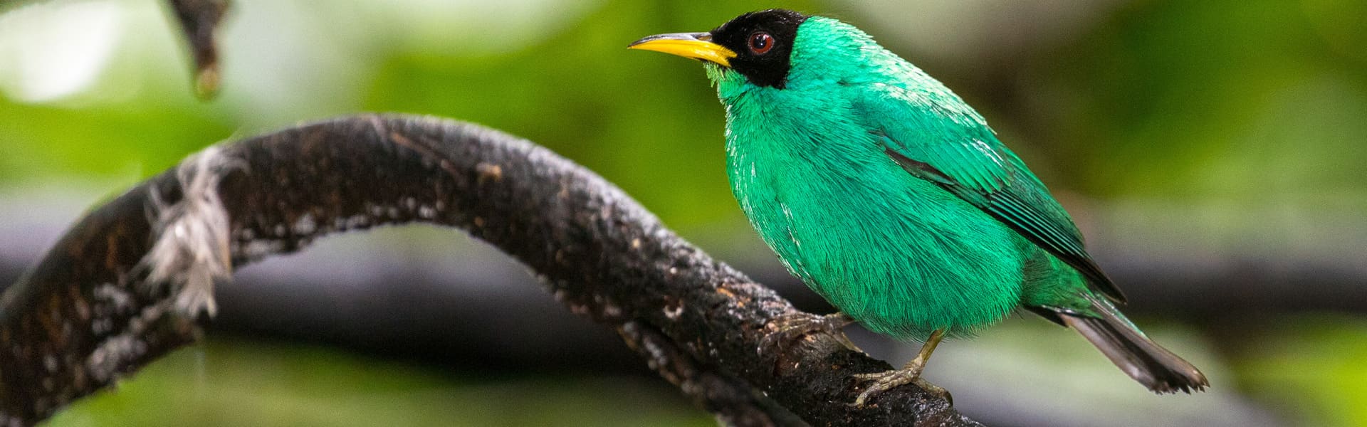 Tour de las aves del Parque Natural Mistico Arenal