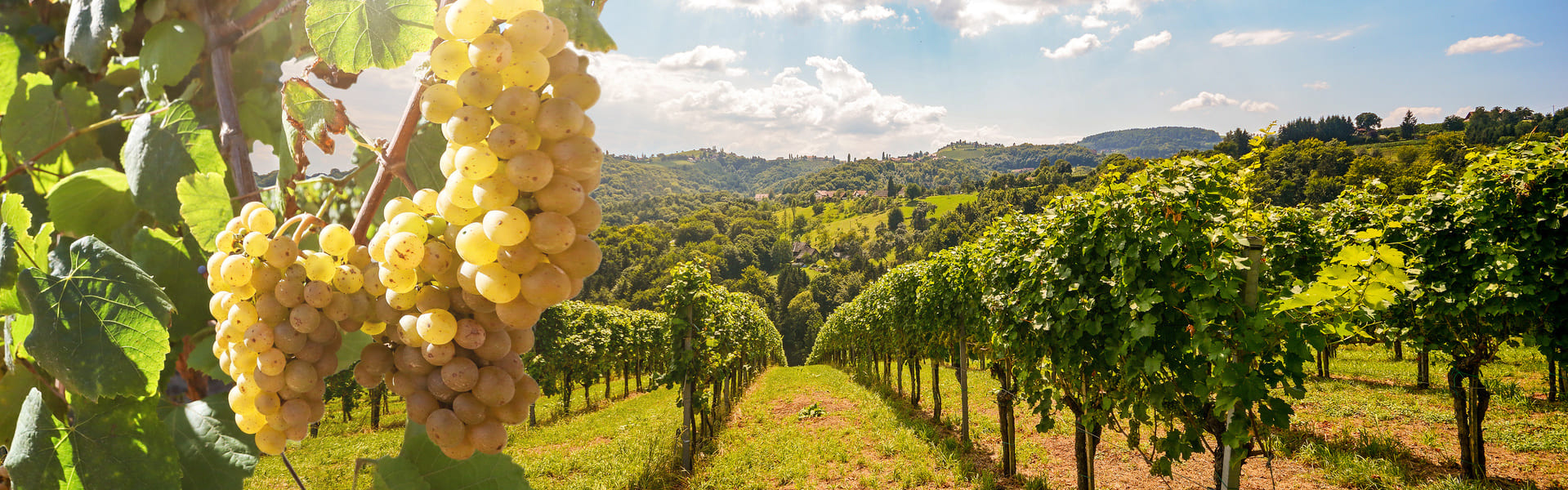 Tour en grupo por los viñedos de El Penedès