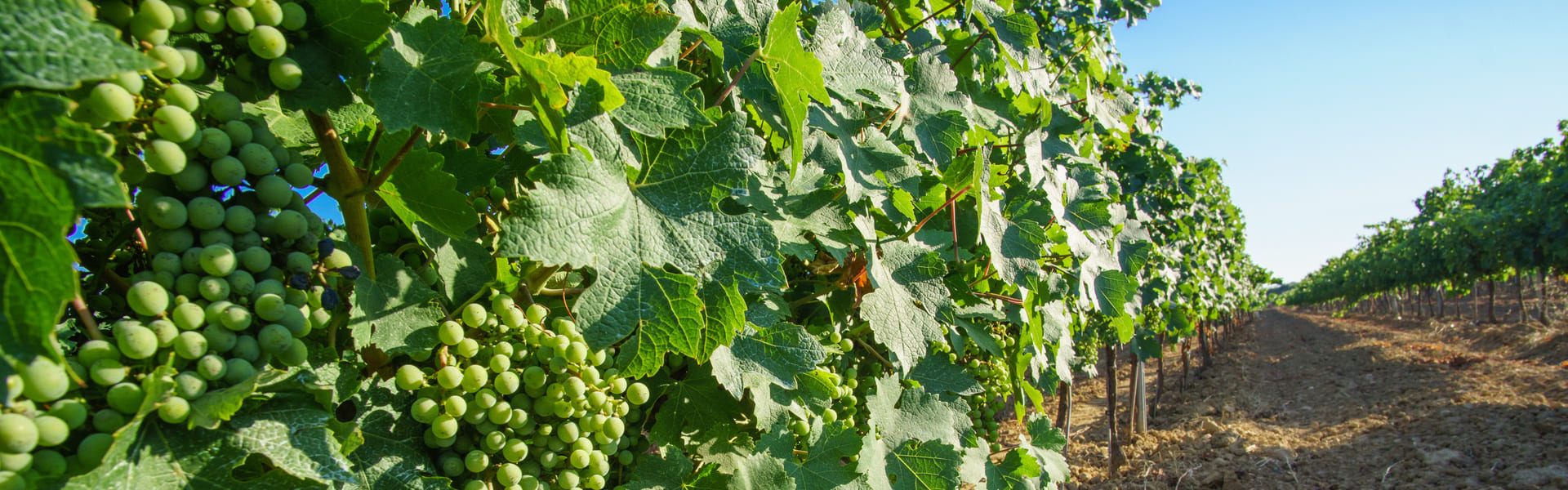 Aprende a hacer cava en Barcelona