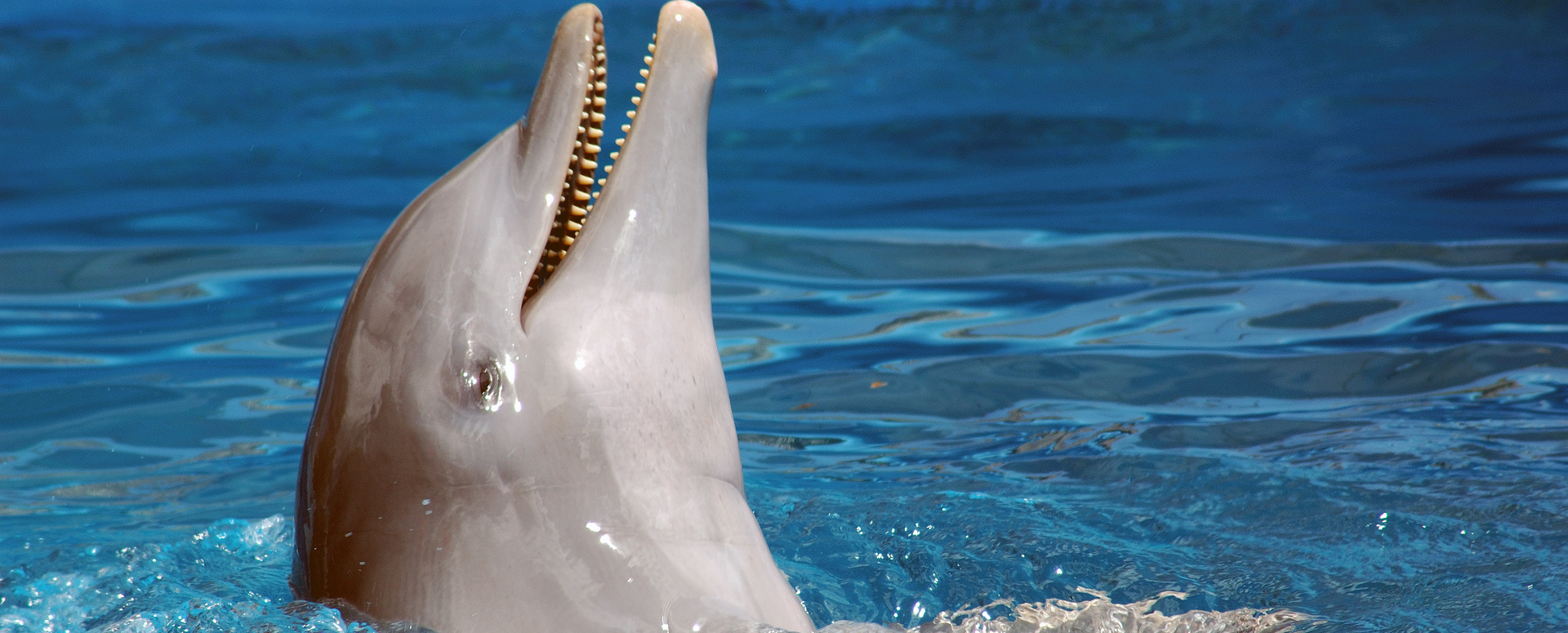¡Nada con delfines en Punta Cana!