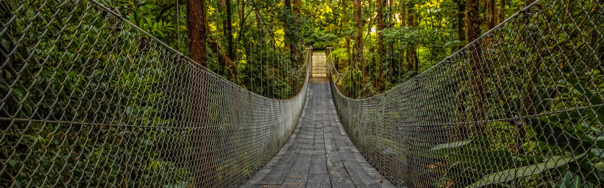 Tour nocturno por la selva tropical de Monteverde