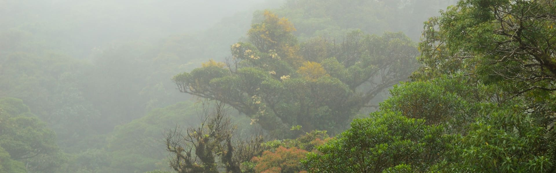 Tour con transporte por el Bosque Nuboso Natural en Monteverde