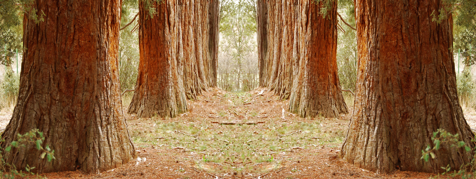 Excursión a los bosques de secuoyas en La Losa