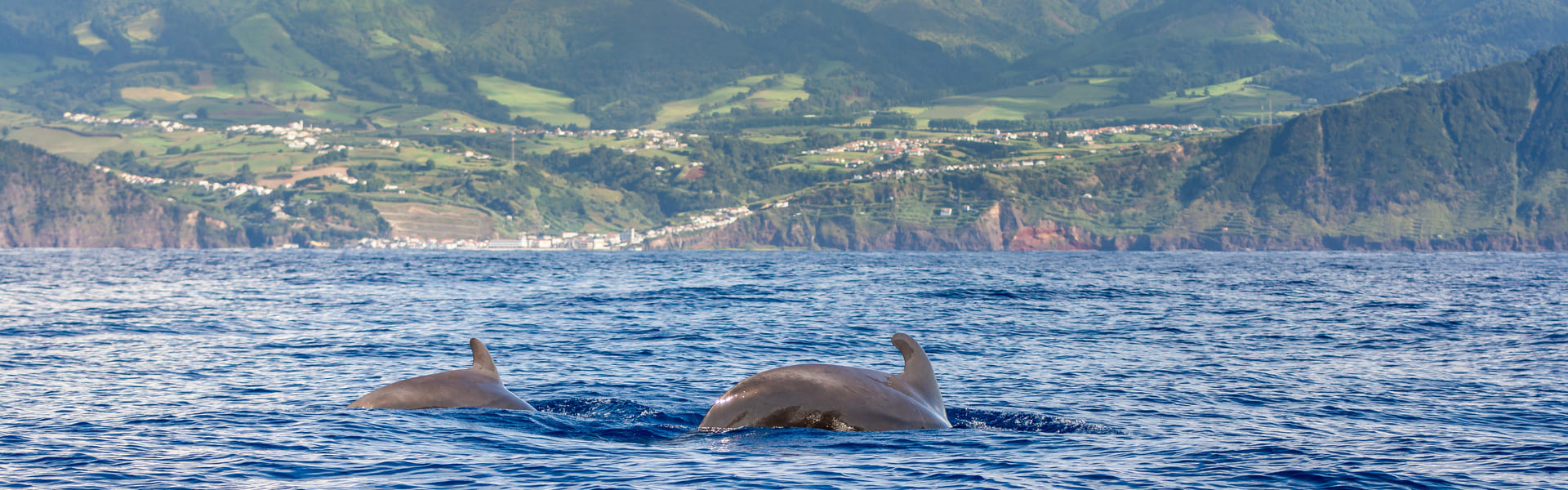 Avistamiento de delfines en Setúbal