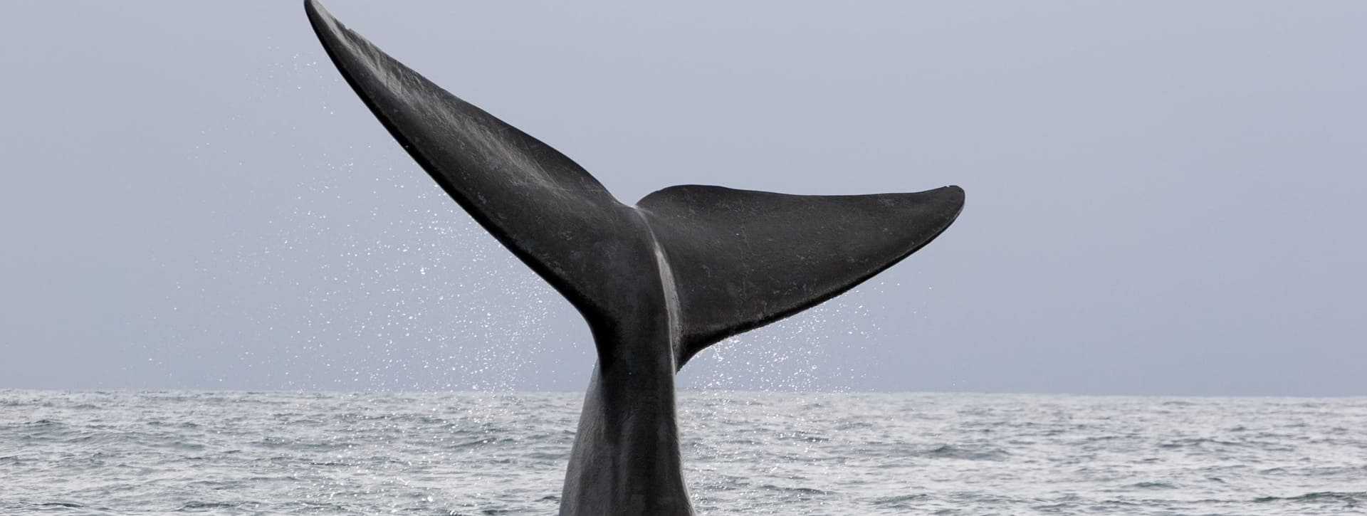 Avistamiento de ballenas y delfines en Costa Adeje