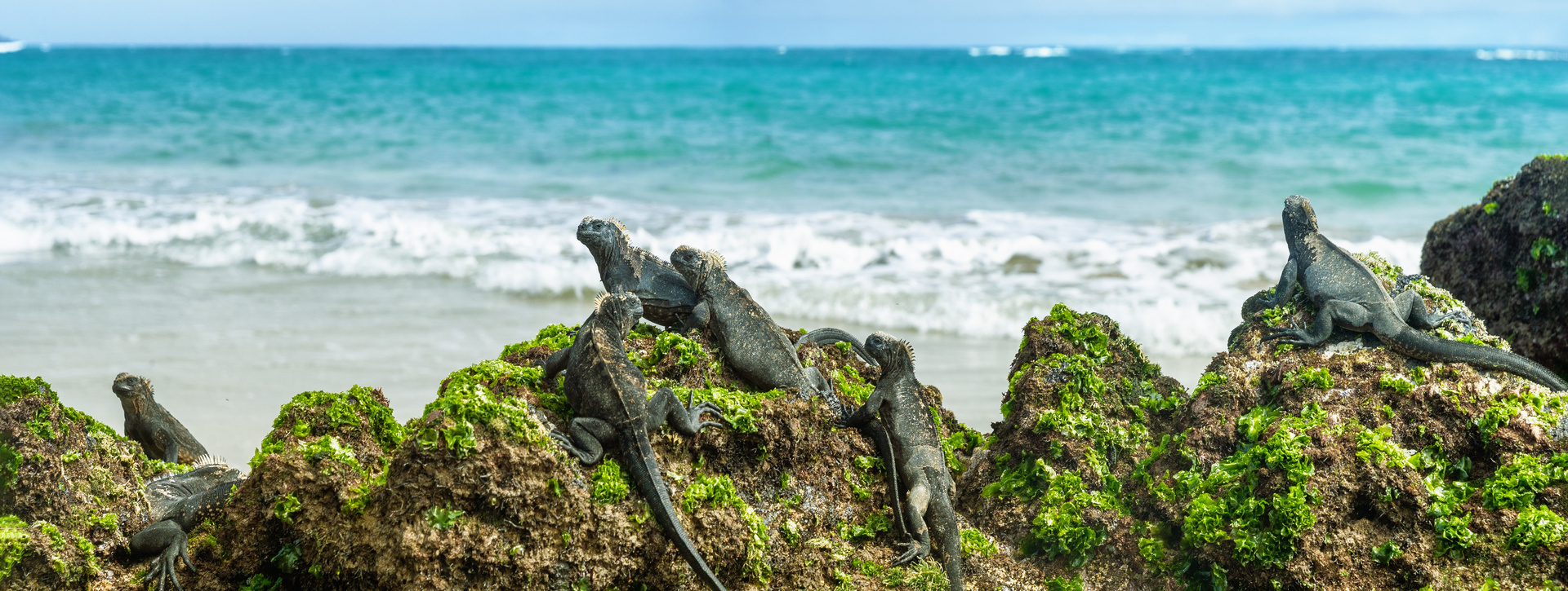 Galápagos