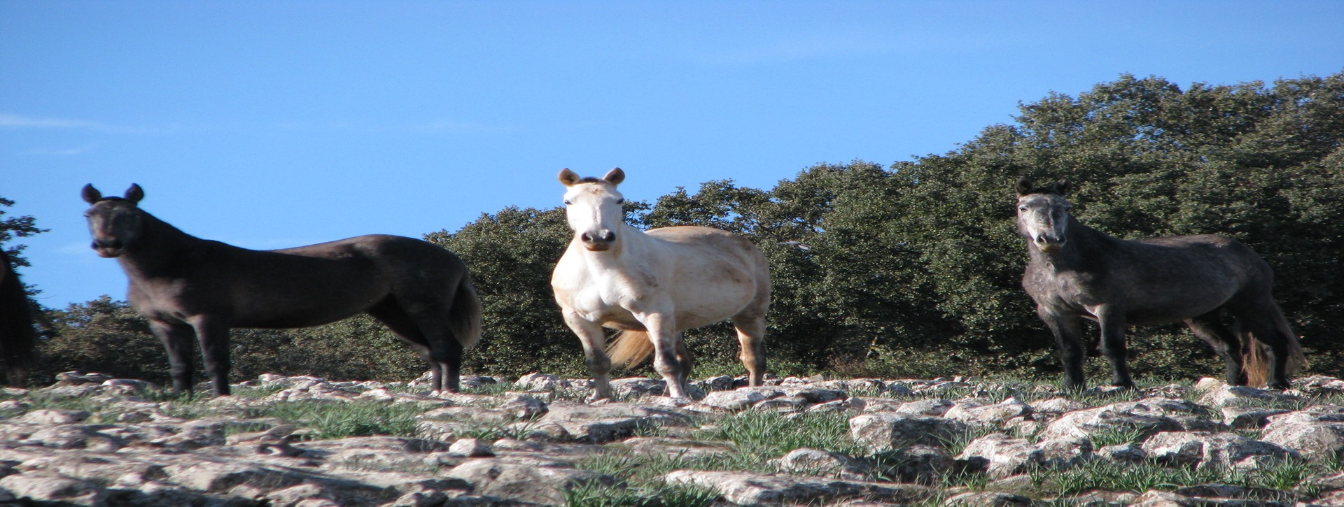 Excursión privada al Algarinejo