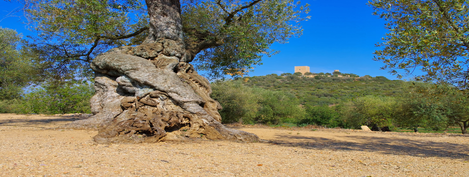 Visita guiada al castillo de Ulldecona