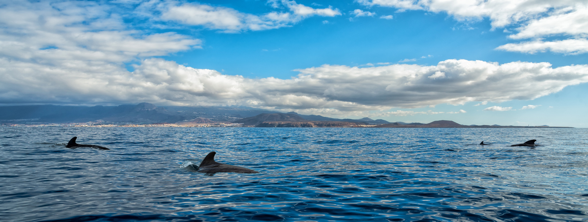 Excursión privada al Teide + avistamiento de ballenas y delfines