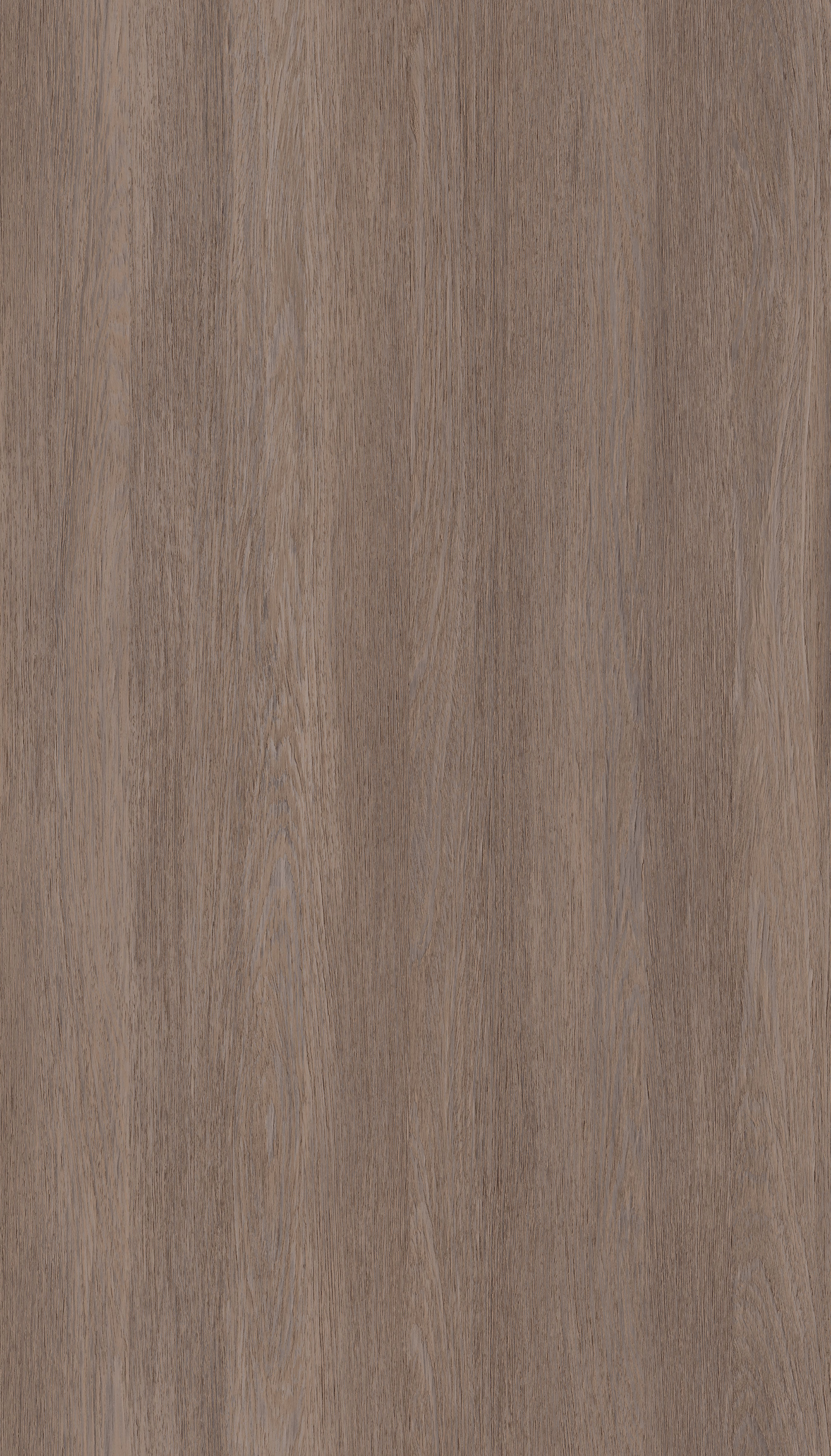 Silver Rovere